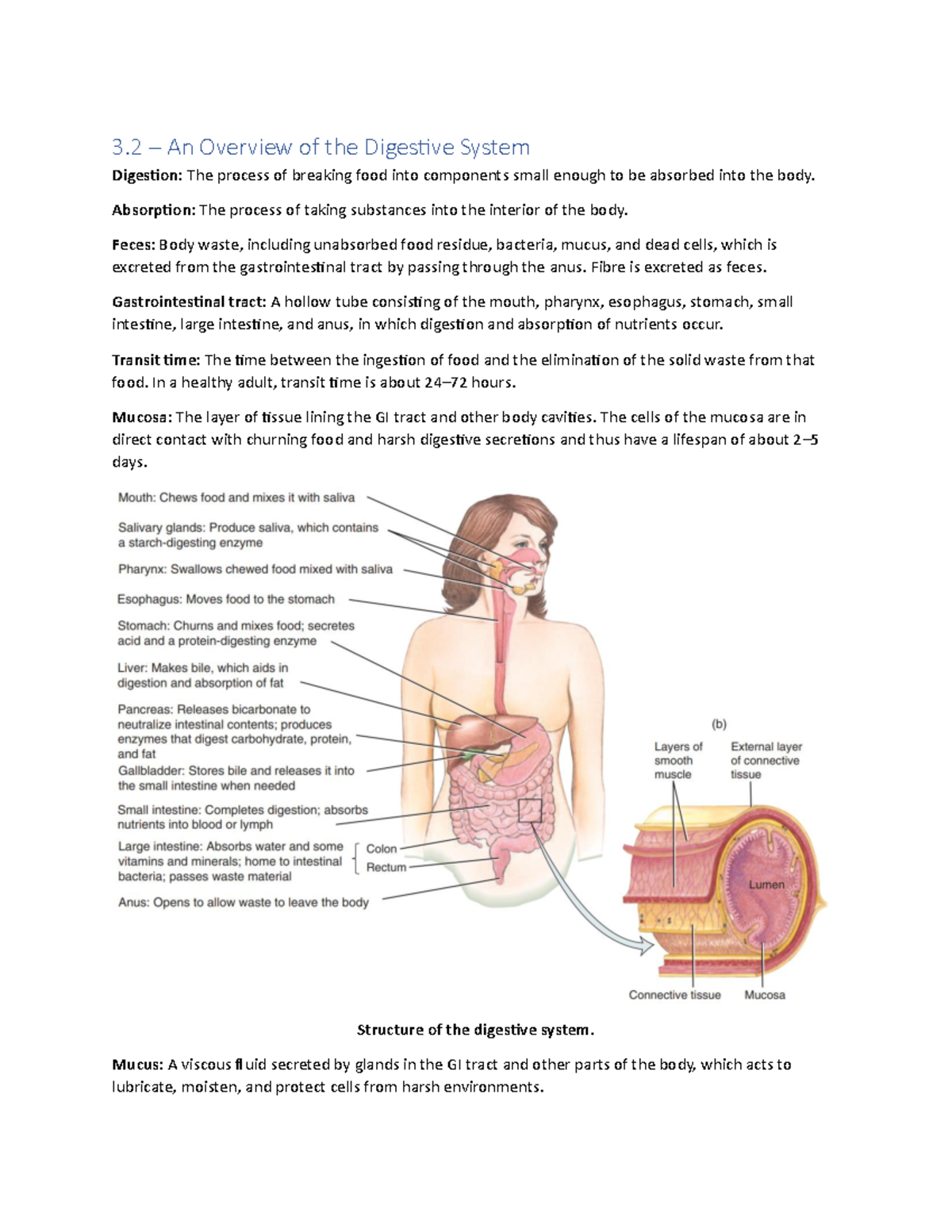 Digestive System Charts - 3 – An Overview of the Digestive System ...
