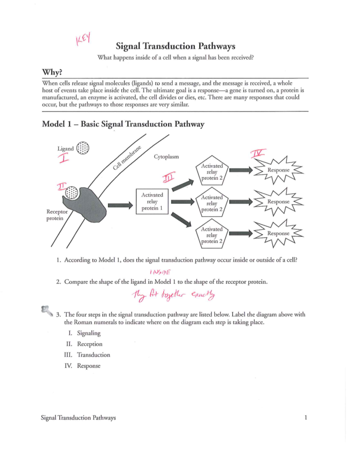 Signal Transduction Pathways: Key Concepts and Mechanisms Explained ...