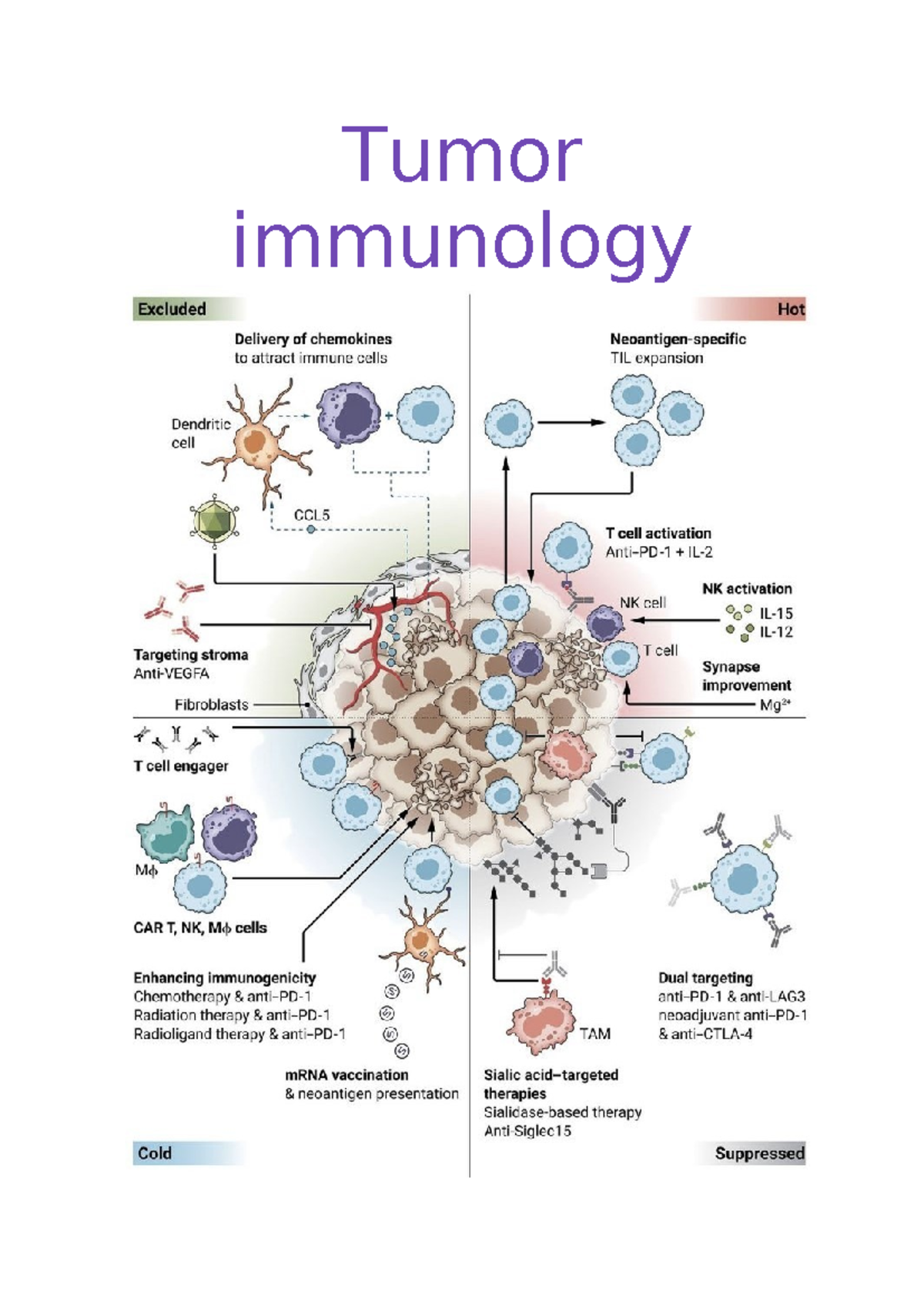Tumor Immunology Lecture Notes: Key Concepts & Mechanisms - Studeersnel