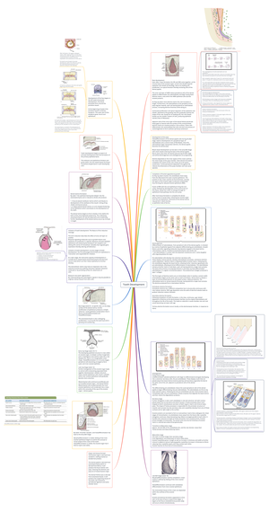 Tooth Development - o Odontogenesis - Development of the primary ...