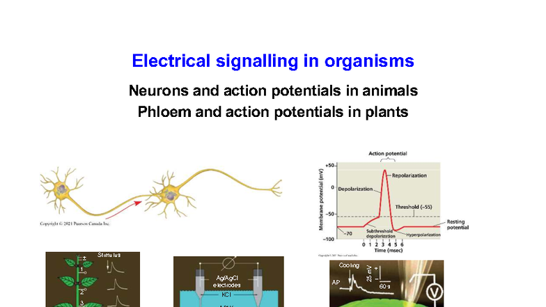 Lecture 06 - BIOL 209 - Electrical Signalling in Animals & Plants - Studocu