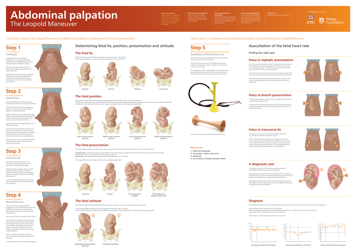 leopold-maneuvers-step-by-step-guide-for-abdominal-palpation-studocu