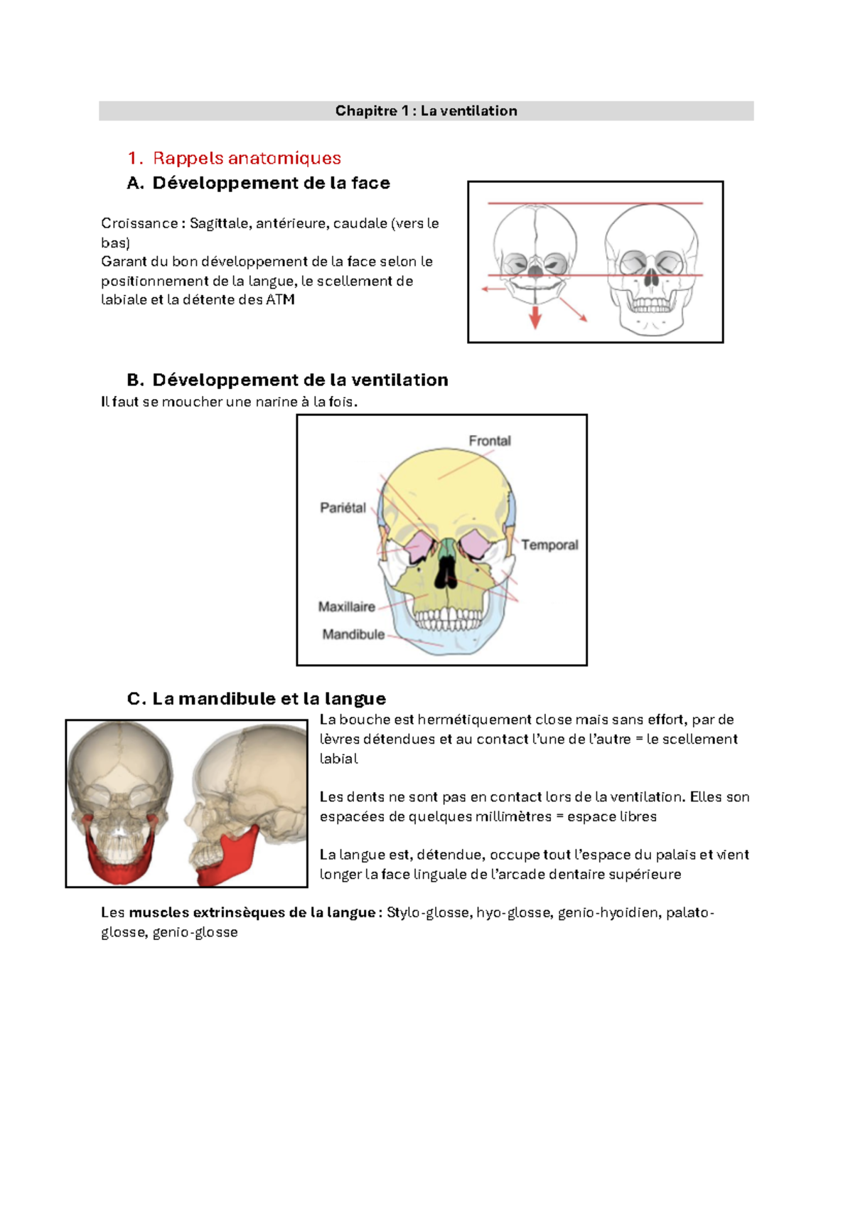 Synthèse ORL : Chapitre 1 - Anatomie et Développement de la Ventilation ...