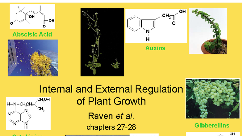 Lecture 14: Plant Hormones and Growth Regulation (BIO2137) - Studocu