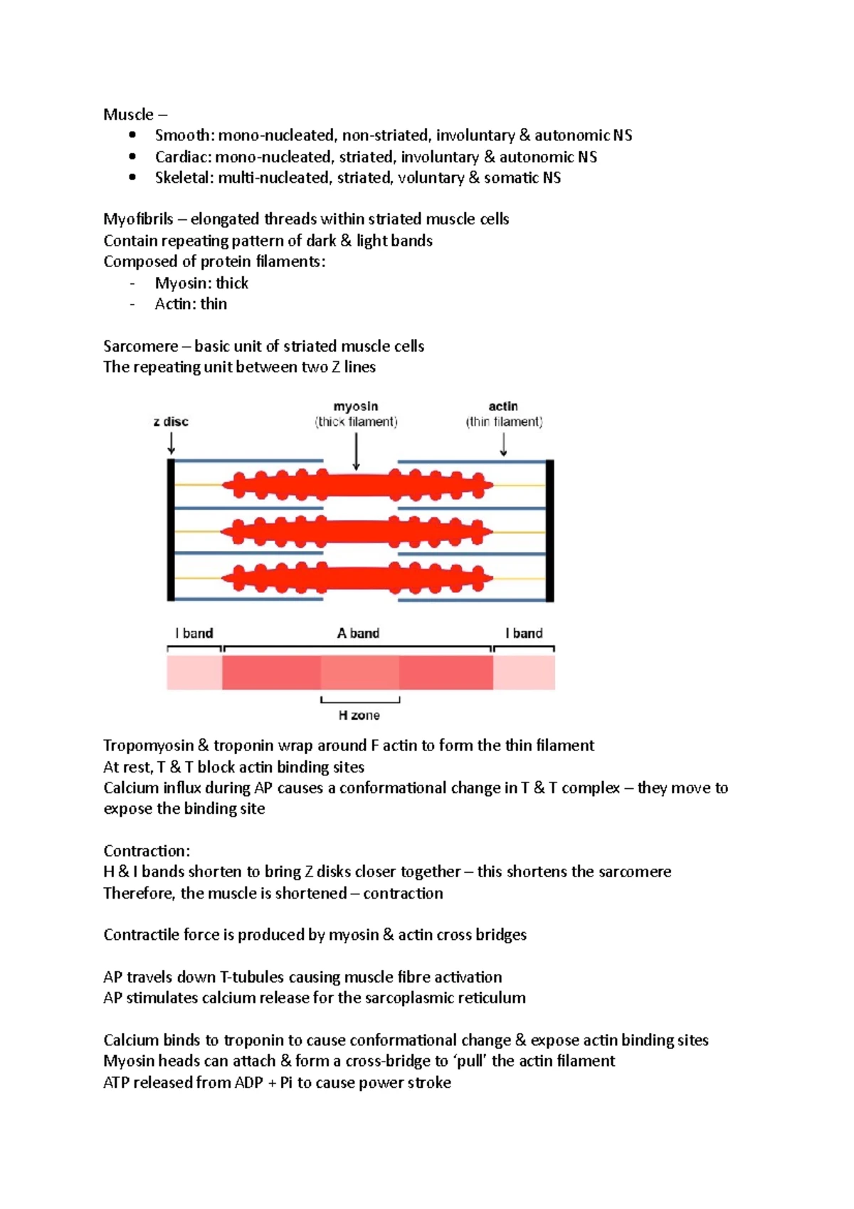 Lecture 12; Voluntary Movement and the Primary Motor Cortex - Motor ...