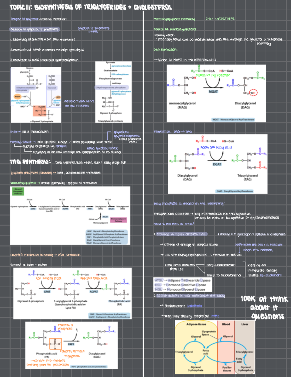 BCH3120 - Lecture 11 Notes: Biosynthesis of Triglycerides & Cholesterol ...