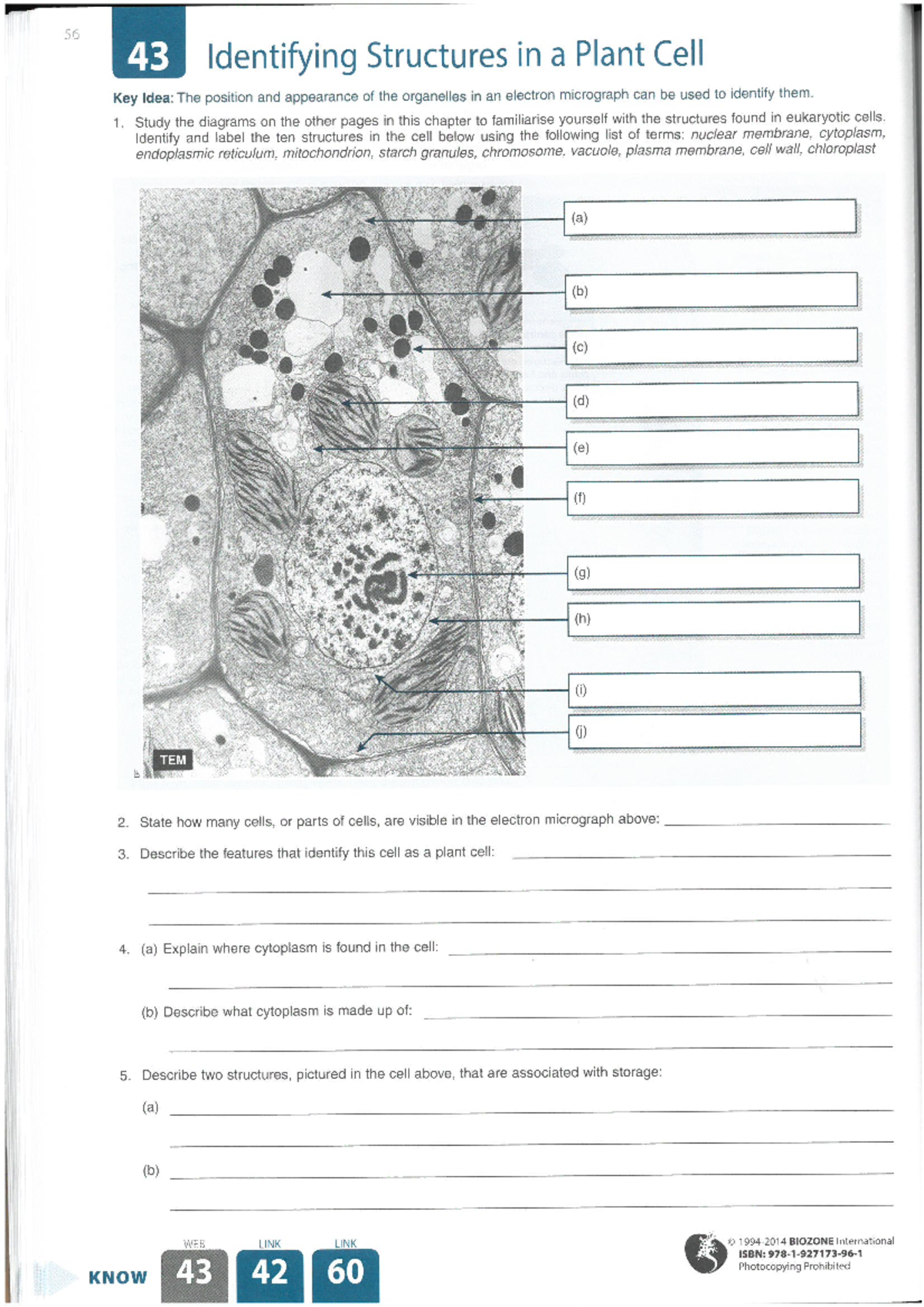 Identifying Structures in a Plant Cell - Lesson 43 - Studocu