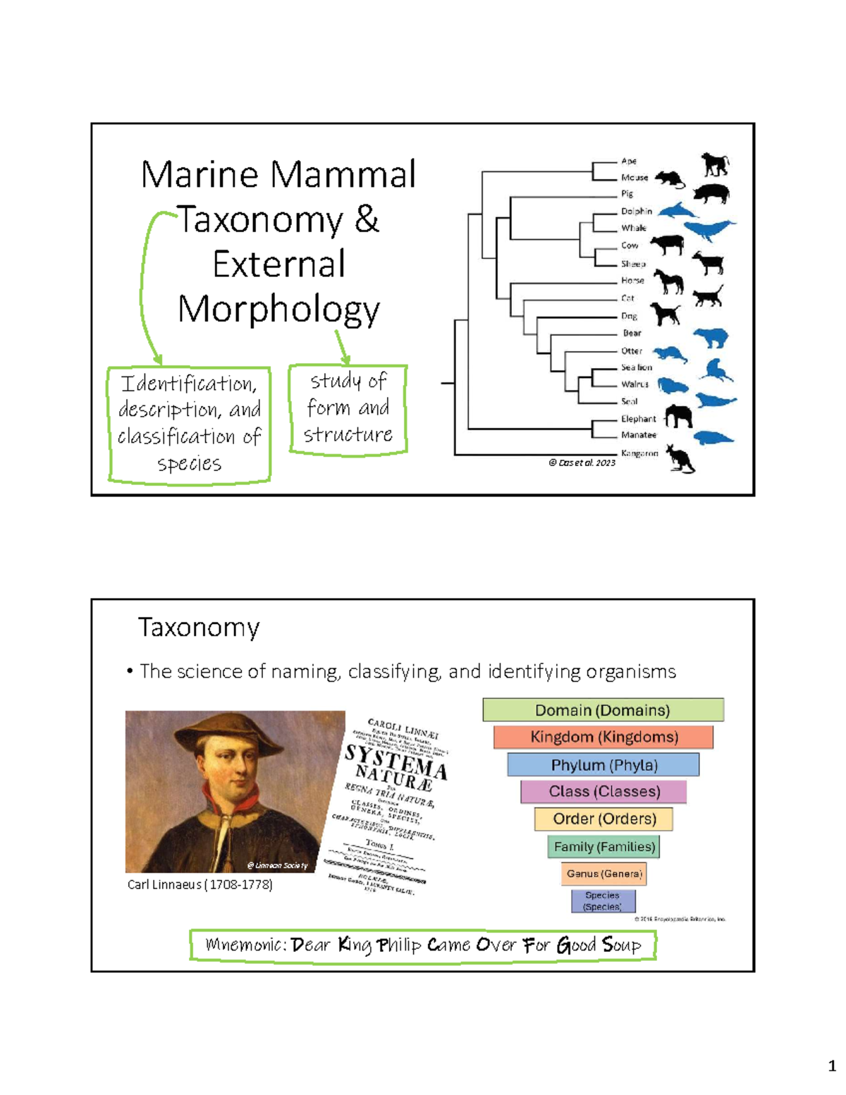 Marine Mammal Taxonomy: External Morphology & Identification (2024 ...