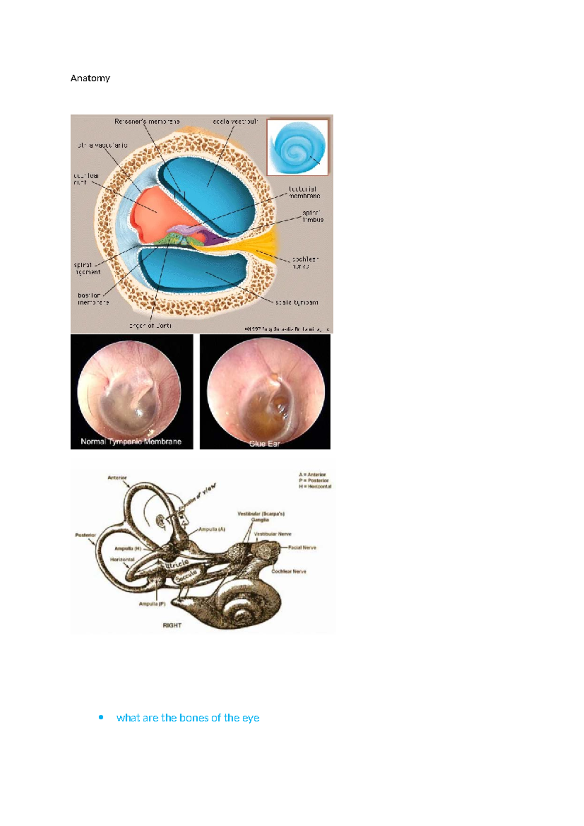 Anatomy: Bones and Muscles of the Eye and Ear - Key Concepts - Studocu
