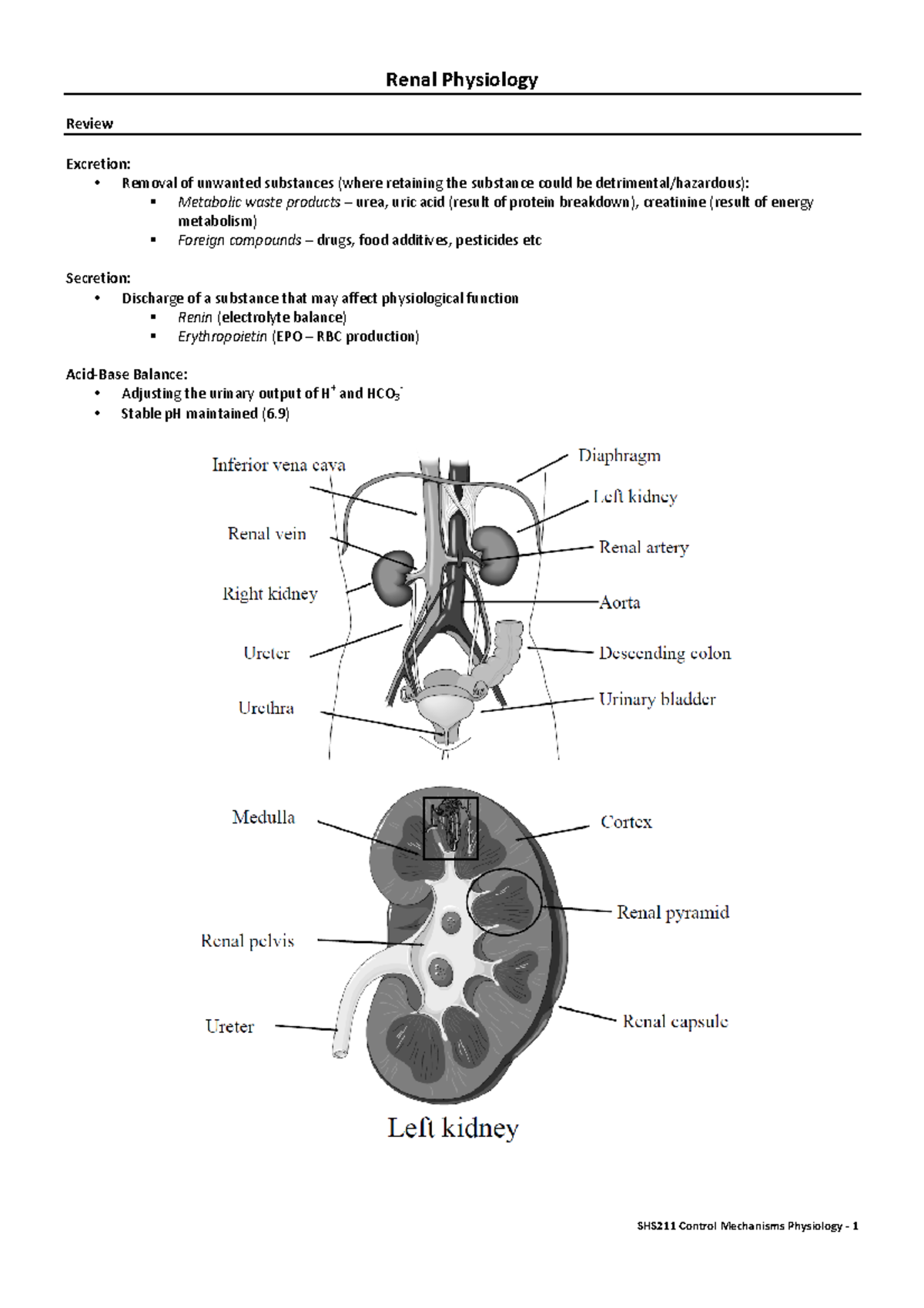 Summary of Renal Physiology Concepts - Med Physiology Lecture - Studocu