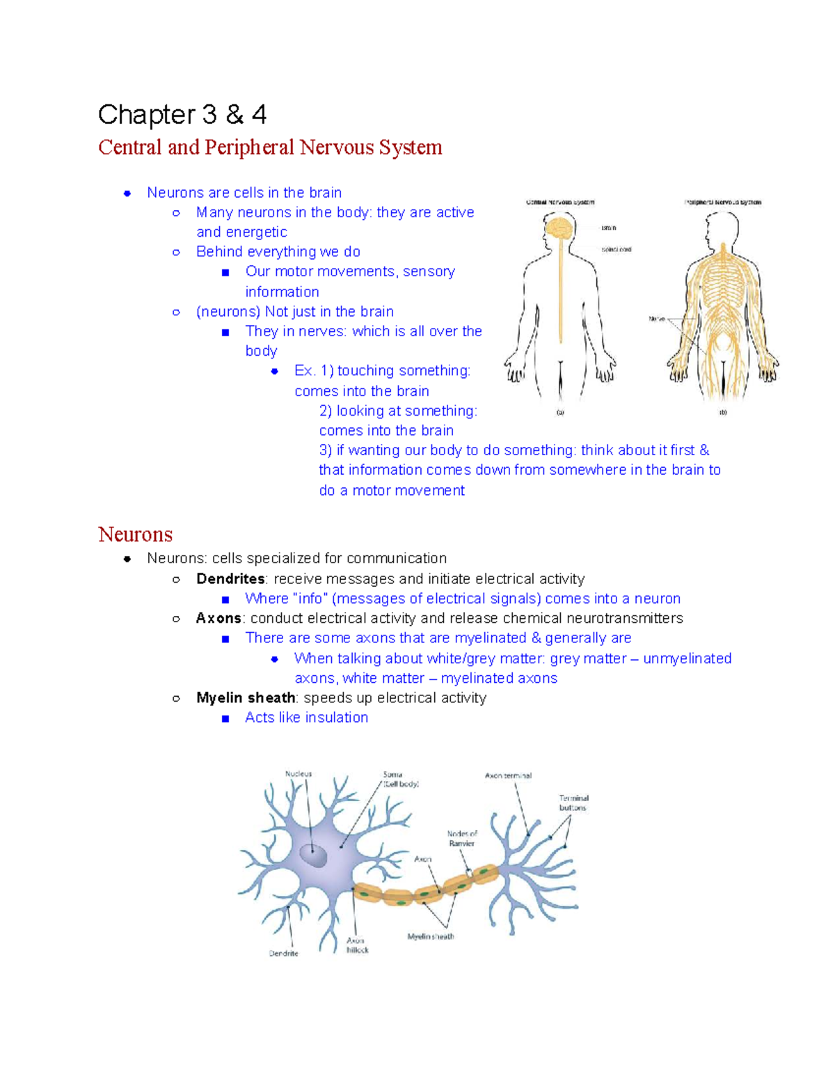 PSYA01 Chapter 3: Central and Peripheral Nervous System Overview - Studocu
