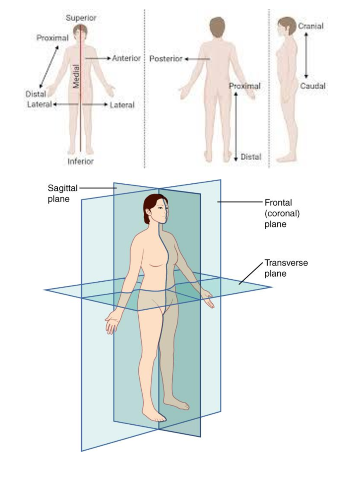 Anatomical Terminology Overview for MEDIC 101 Exam Prep - Studocu