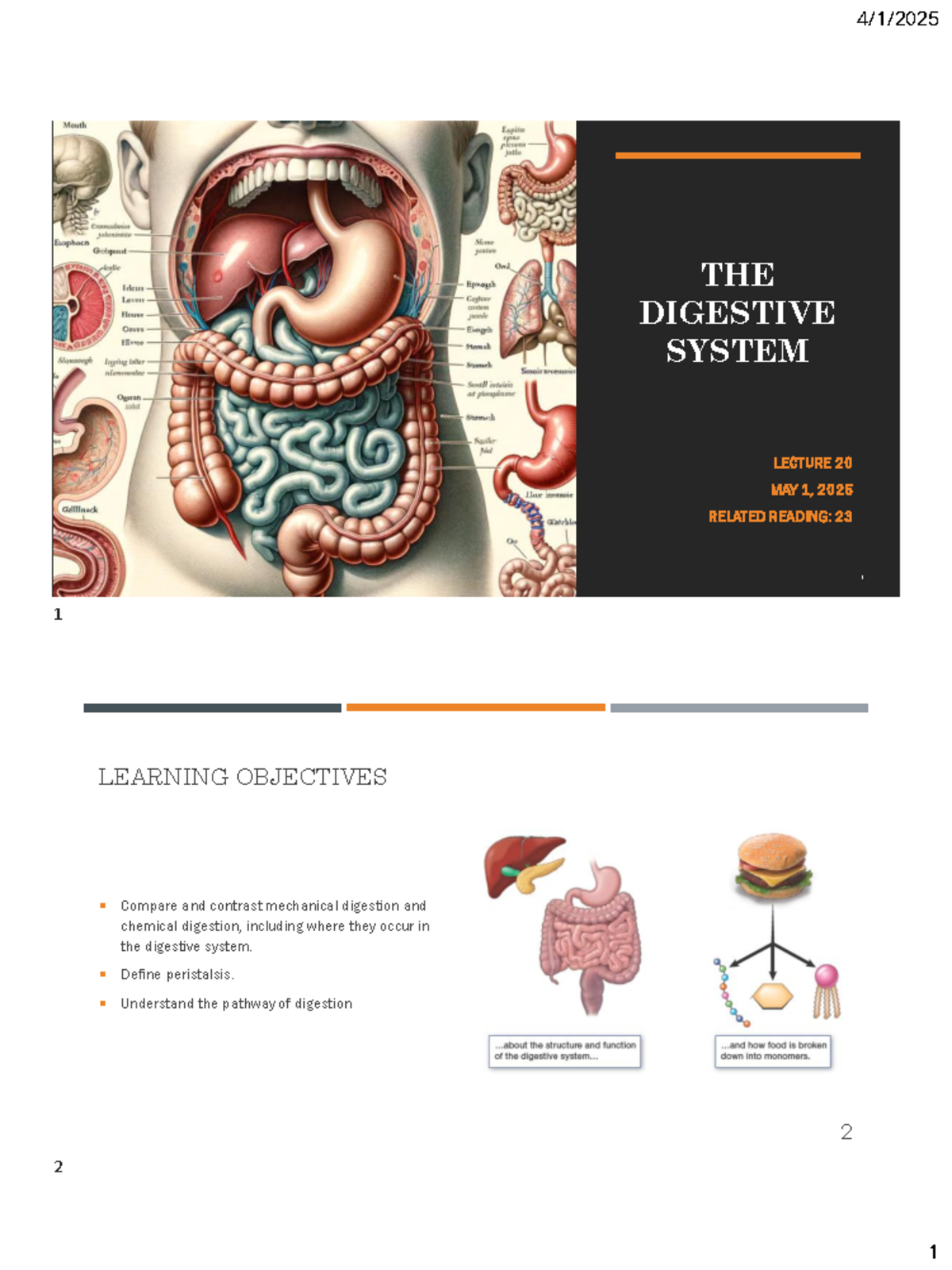 **The Digestive System: Lecture 20 Overview and Key Concepts** - THE ...