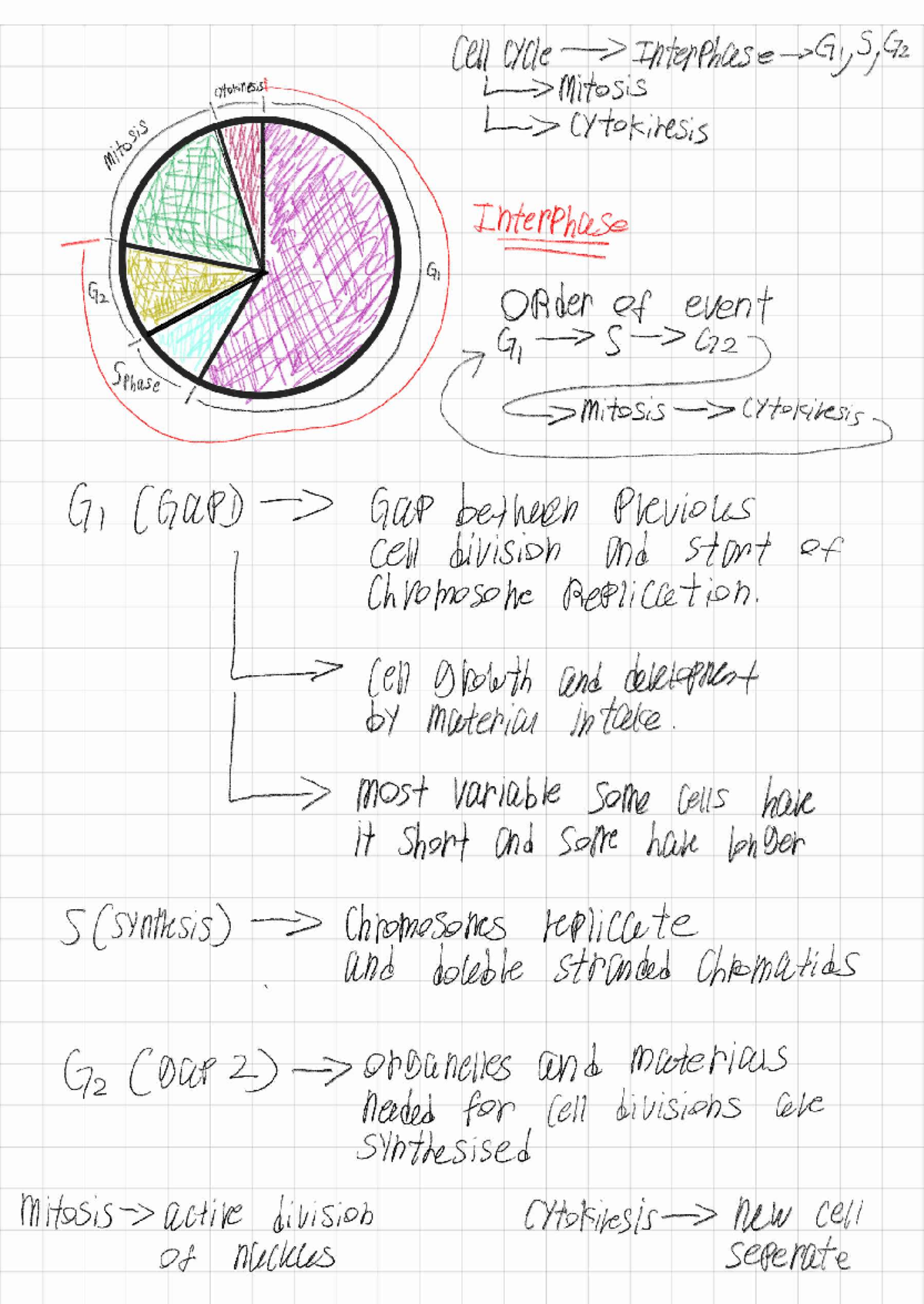 Cell Cycle Overview: Interphase, Mitosis, and Cytokinesis (BIO101 ...