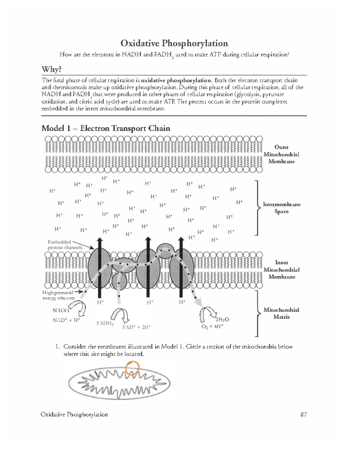 洋書 Biology of the Phocoenids Figure, This image depicts the process] - StatPearls