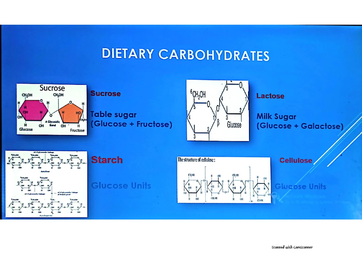 Carbohydrates in Biology: Nature, Importance, and Classification - Studocu, image size:1200x848