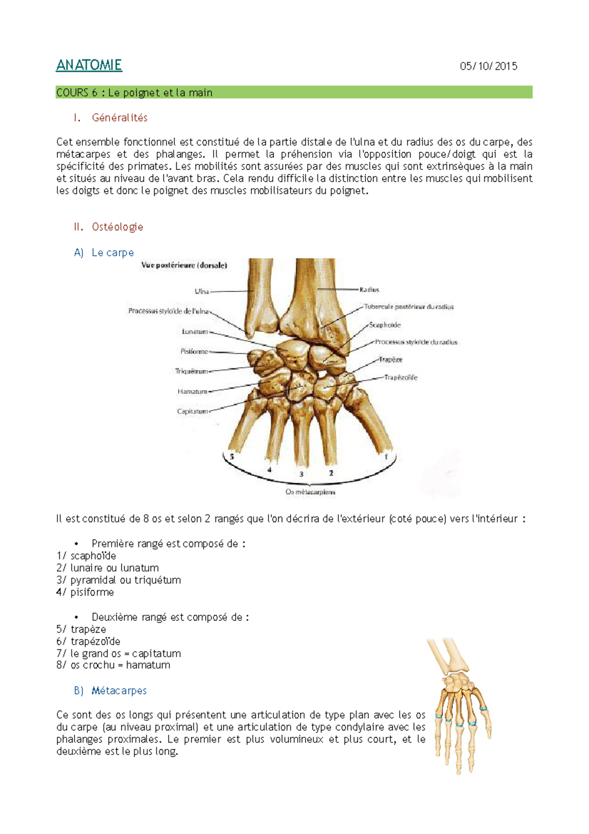 Anatomie 6 : Le Poignet et la Main - Cours Complet et Détails - Studocu