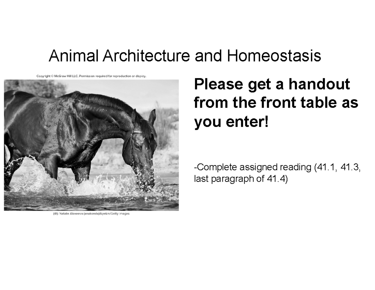 Understanding Homeostasis: Principles and Mechanisms (Bio 101) - Animal ...