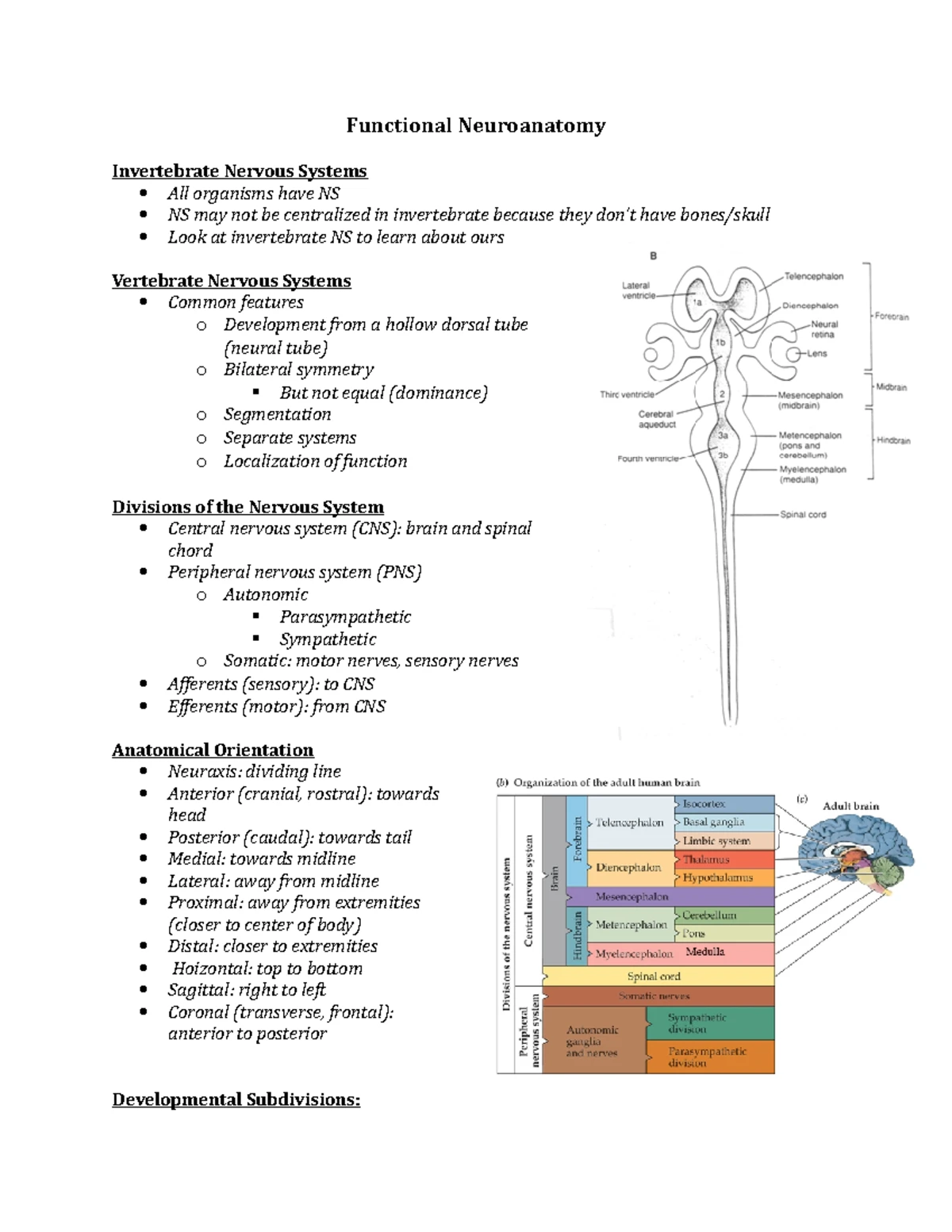 Notes for Module 1 part 1 (9 - FUNCTIONAL NEUROANATOMY INTRODUCTION ...