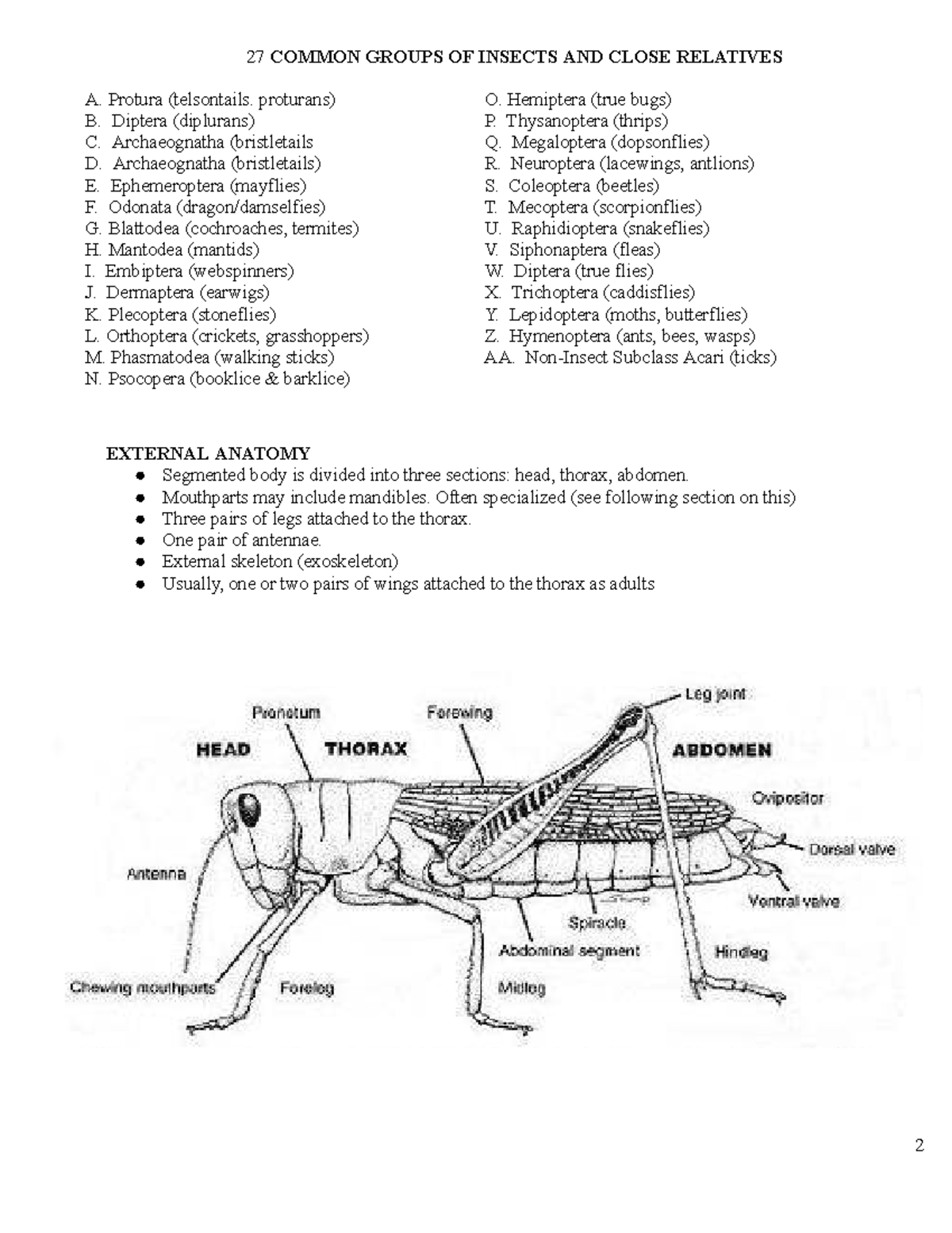 Protura Telsontails Proturans