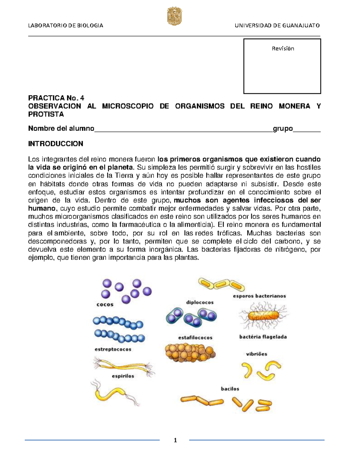 Práctica 4: Observación de Organismos del Reino Monera y Protista 2024 -  Studocu