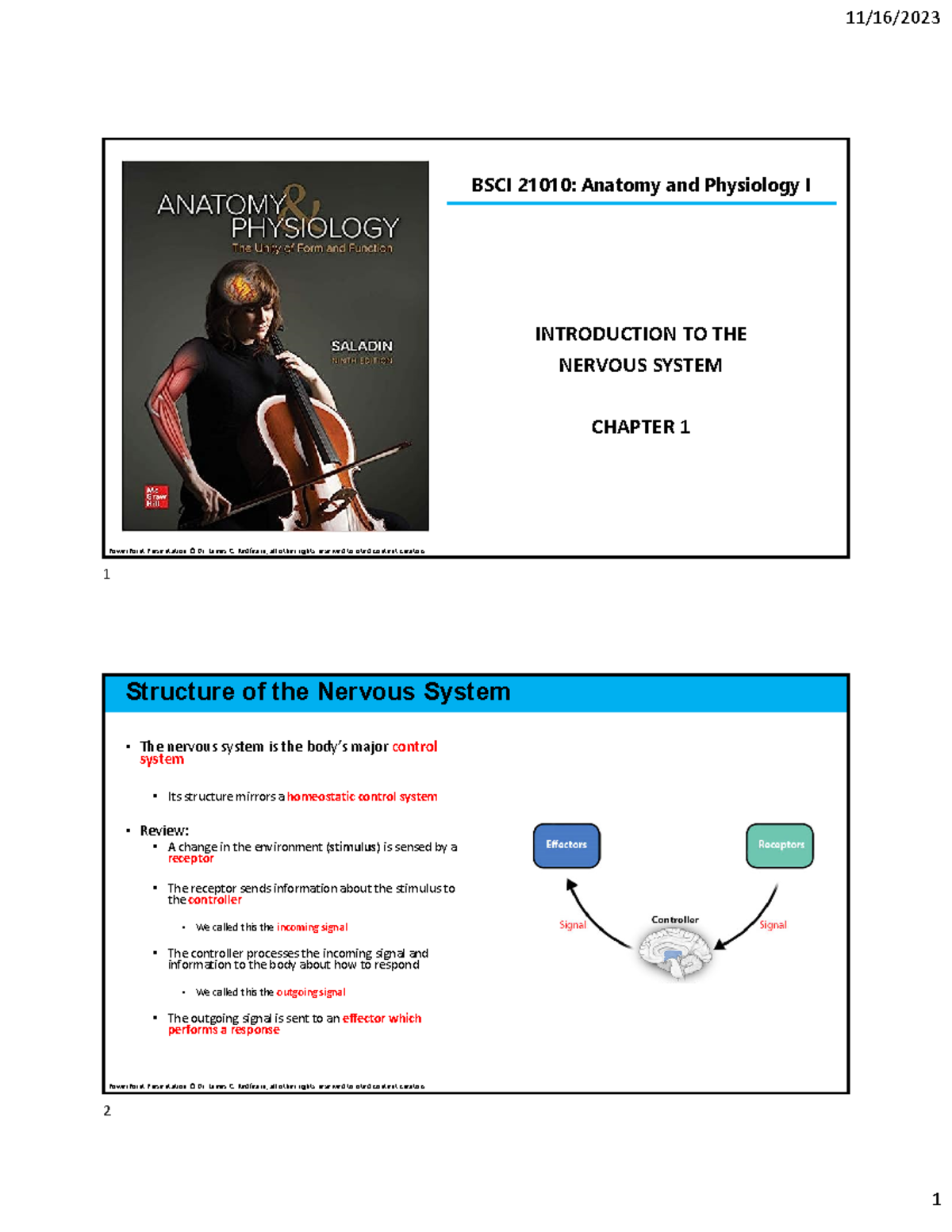 BSCI 21010: Anatomy and Physiology I - Nervous System Overview - Studocu