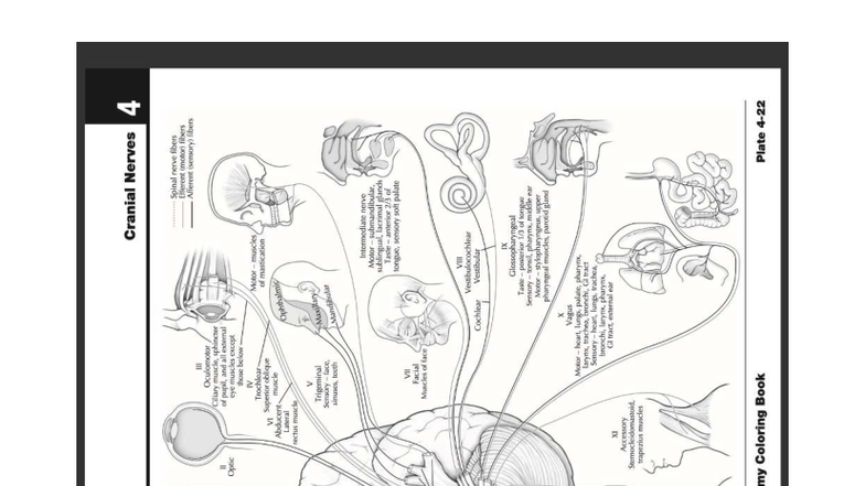 Cranial Nerves Overview: Functions and Components - Studocu