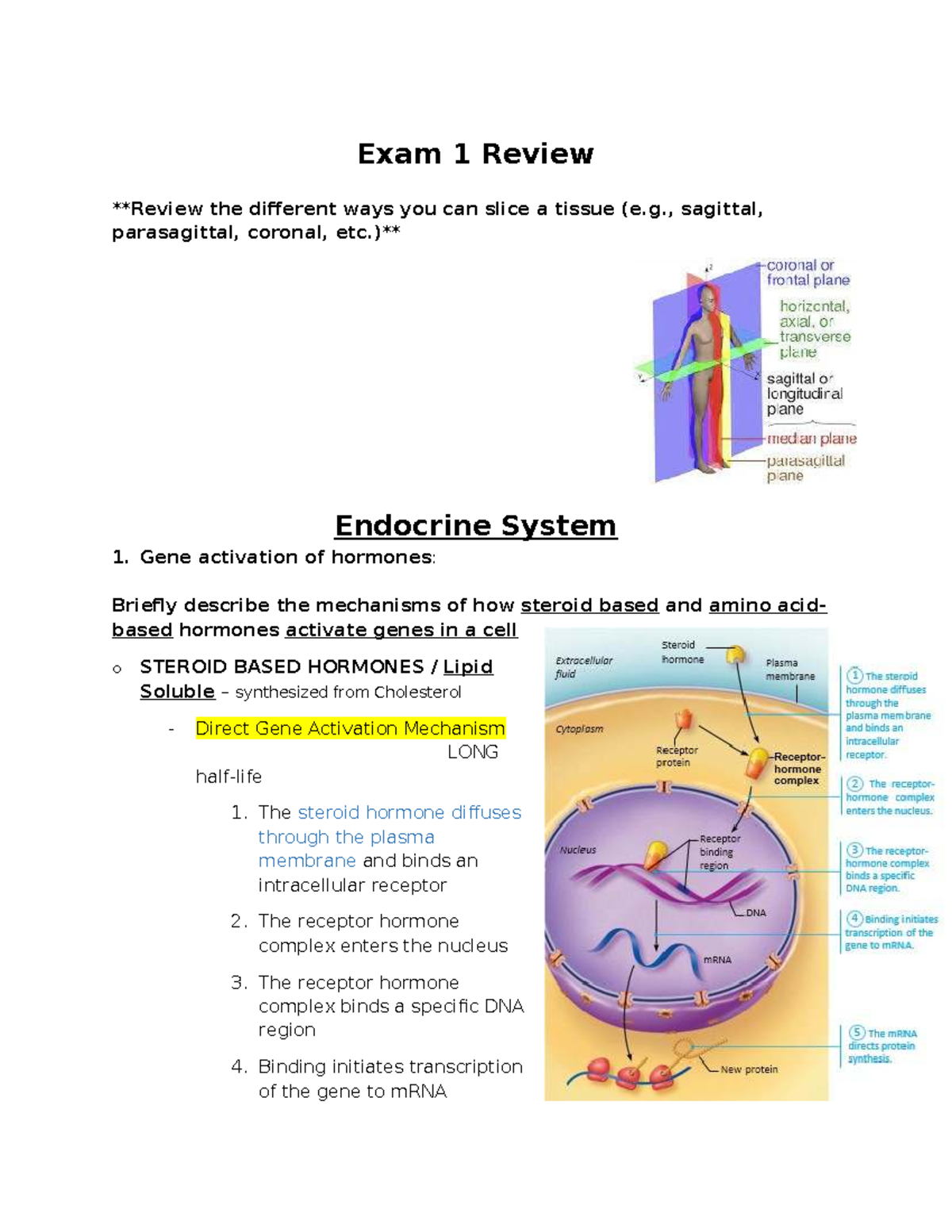 Endocrine System 1: Exam 1 Review on Hormone Mechanisms and Functions ...