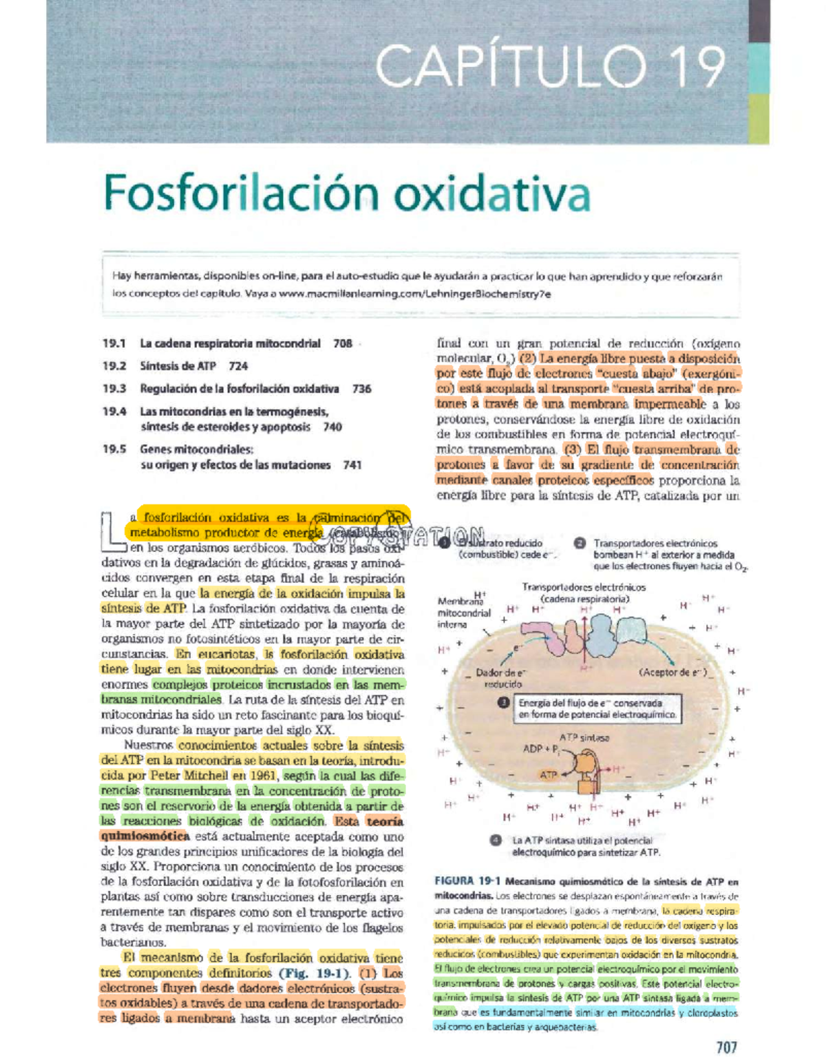 Biochem L4 - Fosforilación Oxidativa: Mecanismos y Funciones - Studocu, image size:1200x1534
