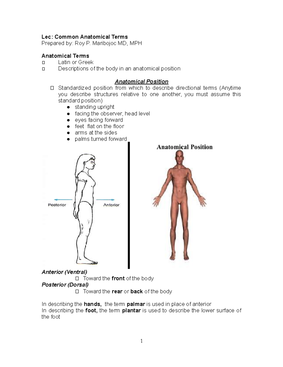 Anatomical Terms - Lecture Notes for Understanding Body Structure - Studocu