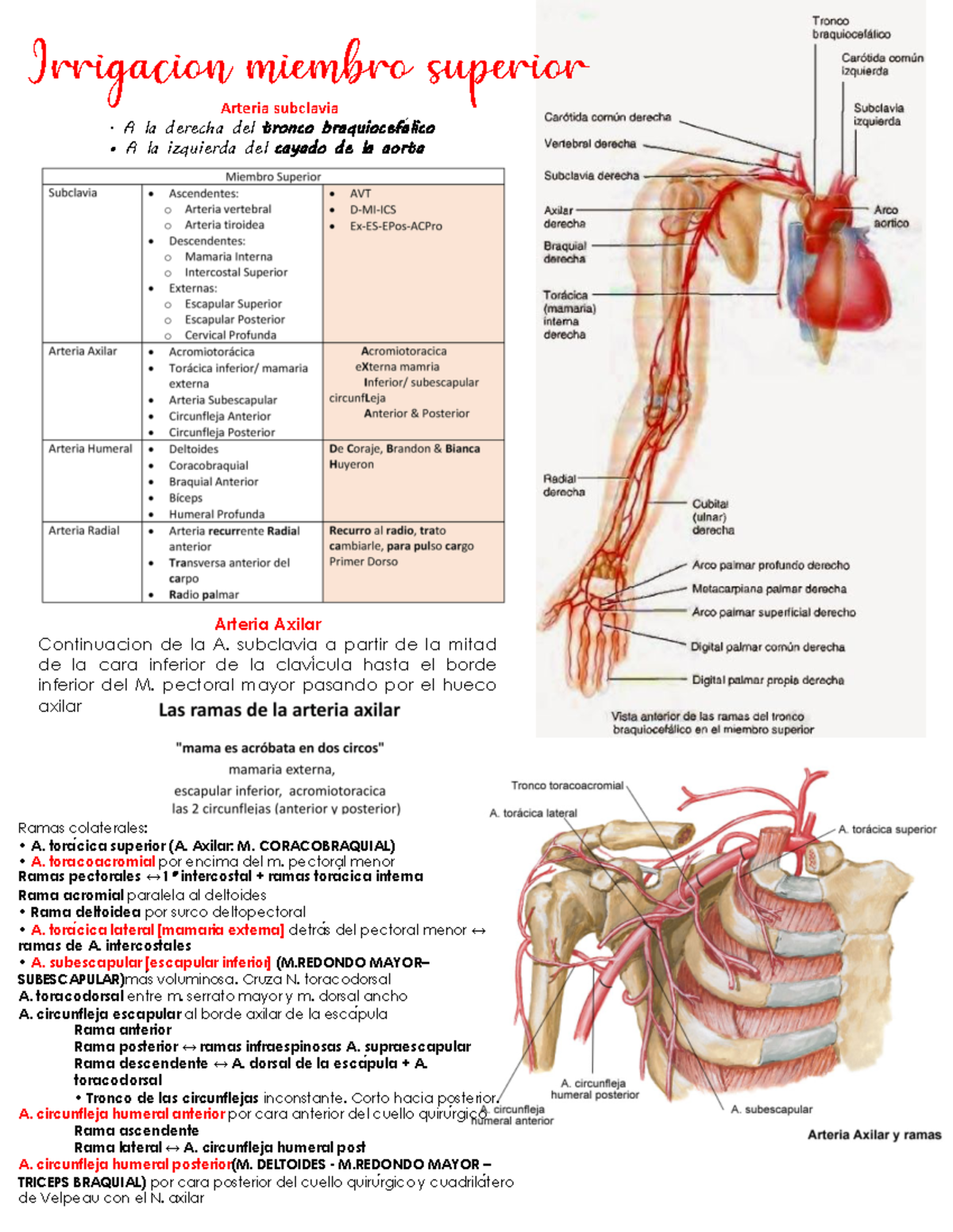 Irrigación del Miembro Superior: Anatomía y Vasculatura Detallada - Document Preview