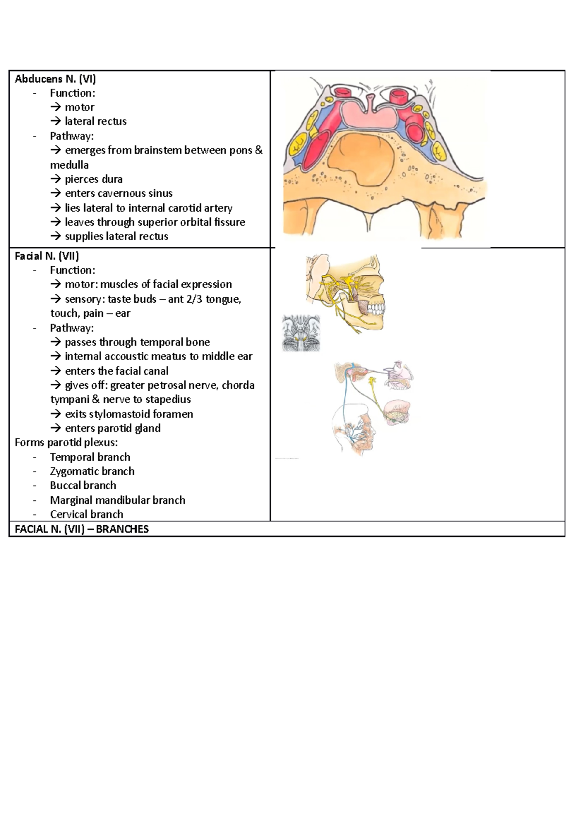 Document 2 - lecture 2 - Abducens N. (VI) - Function: motor lateral ...