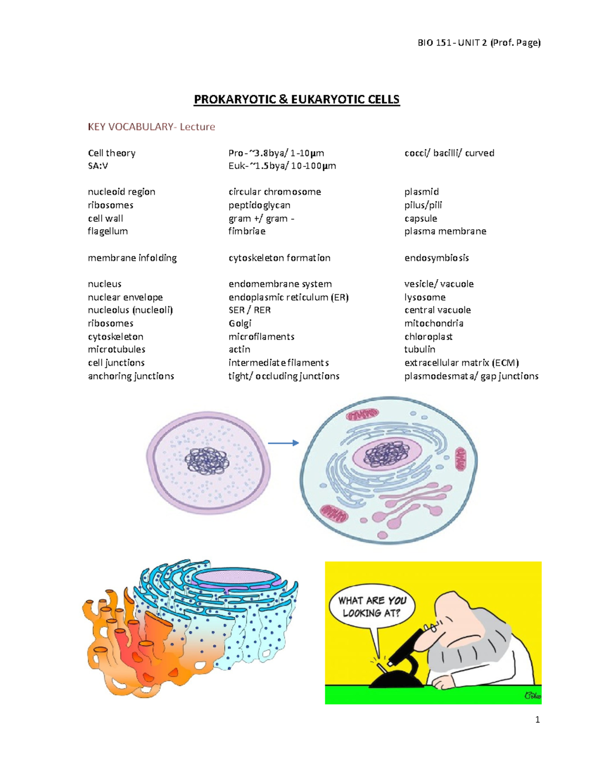 BIO 151 - UNIT 2: Prokaryotic & Eukaryotic Cells Summary Notes ...