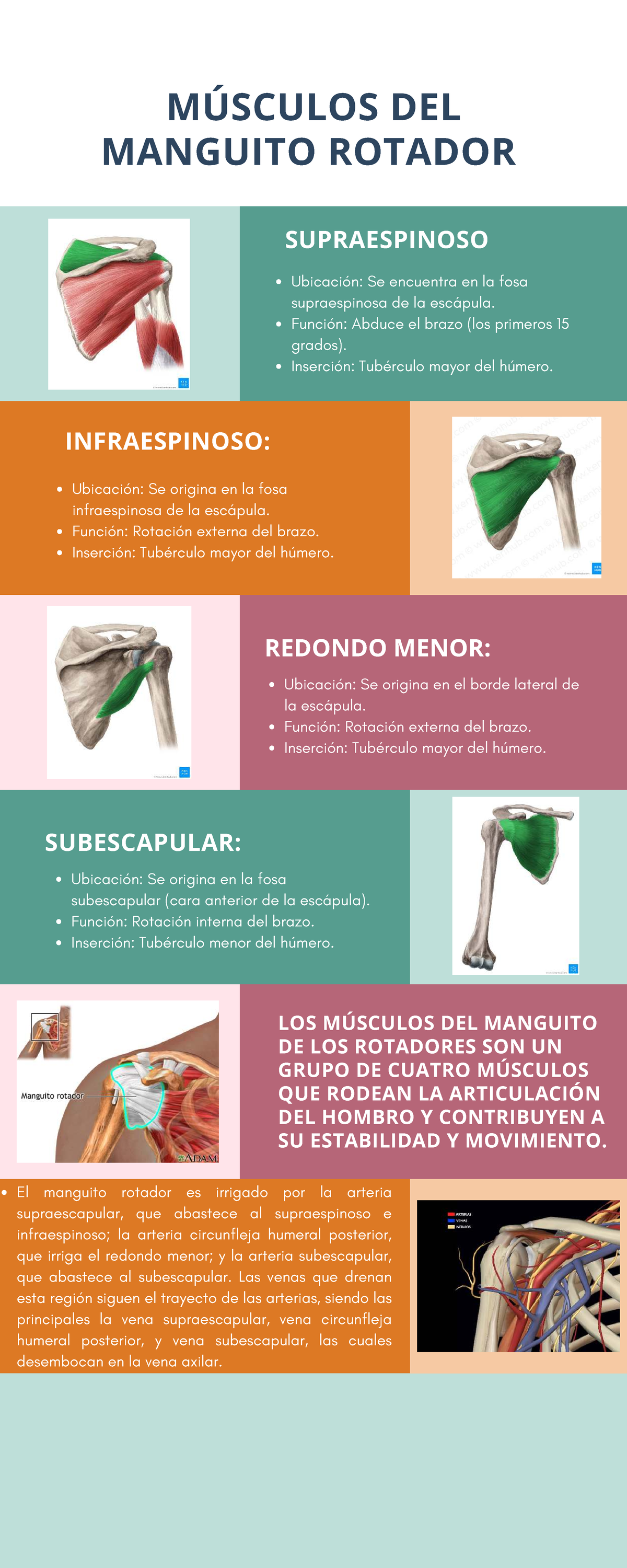 Msculos Del Manguito Rotador Anatomia Y Fisiologia Humana Anatoma
