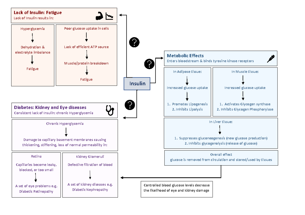 Lab 1 Mind Map: Insulin's Role in Diabetes and Metabolic Effects - Studocu