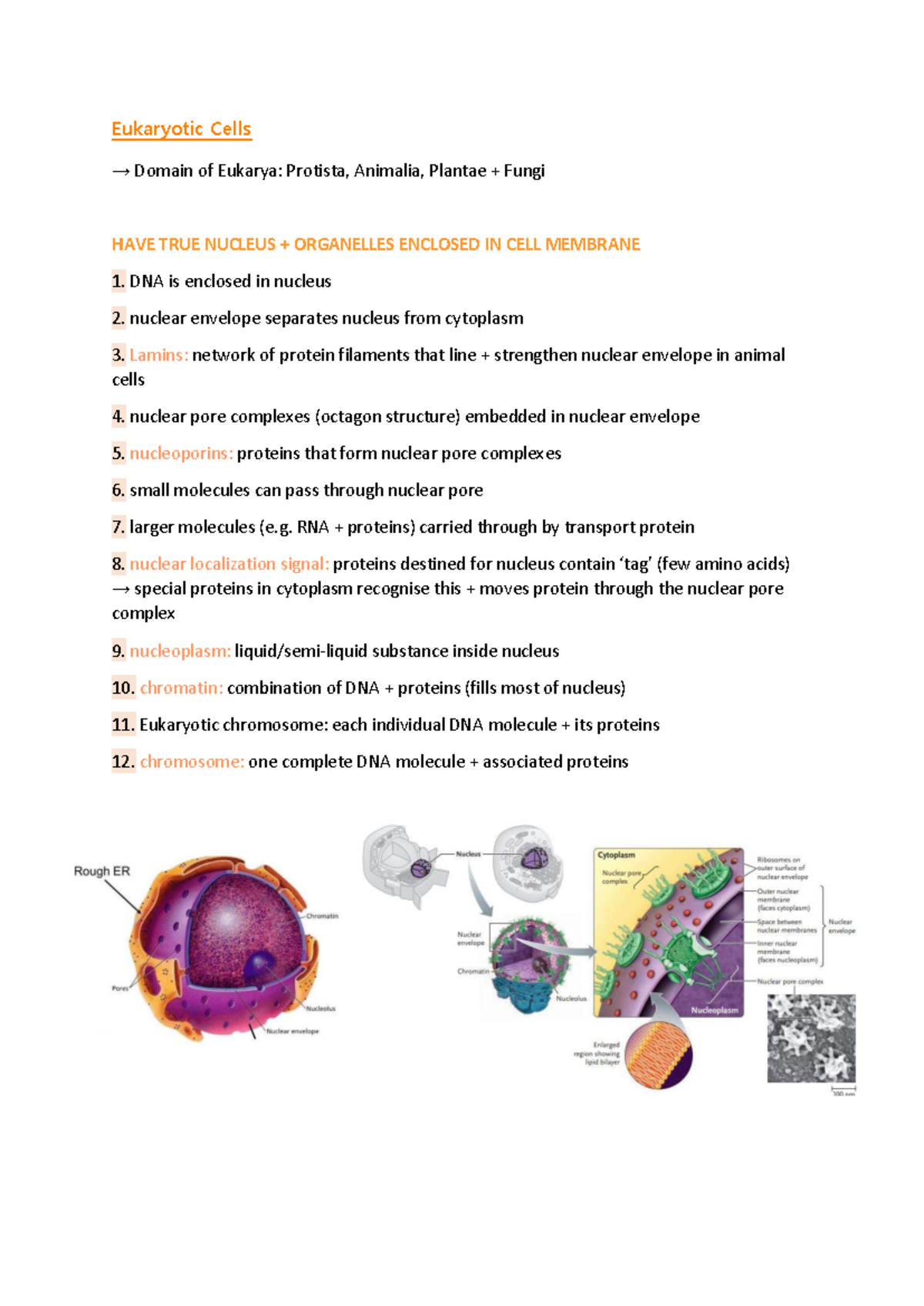 Eukaryotic Cells: Detailed Notes on Structure and Function (Bio 101 ...