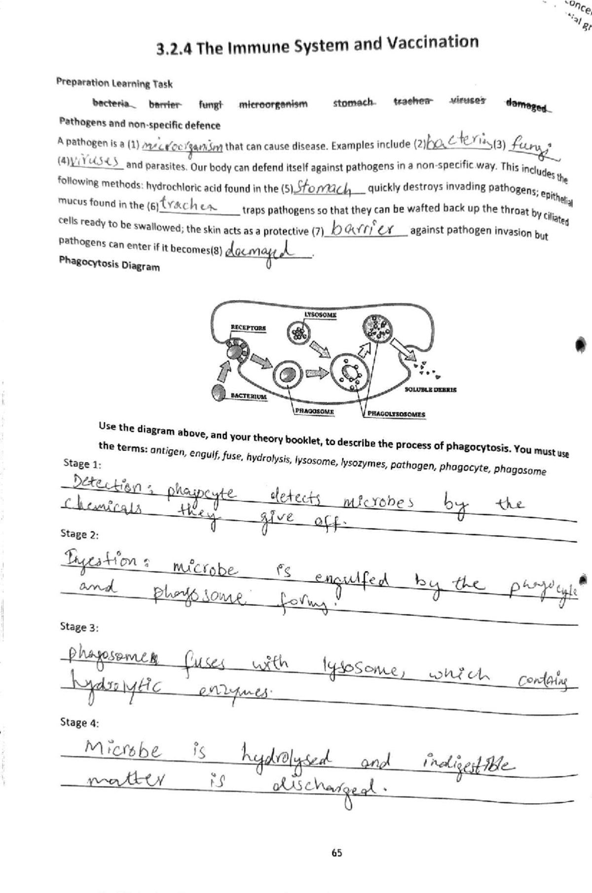 Concer ial gr 3.2.4 The immune system and vaccination preparation notes ...