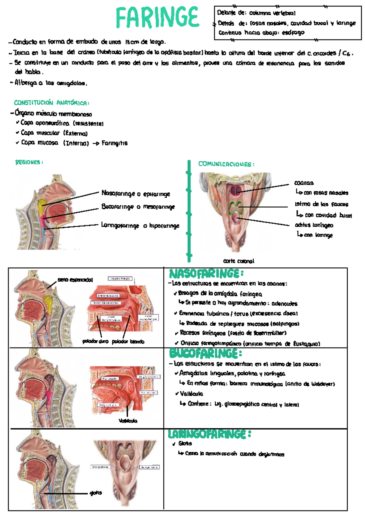 Faringe - Anatomía y Estructuras del Sistema Respiratorio - Studocu