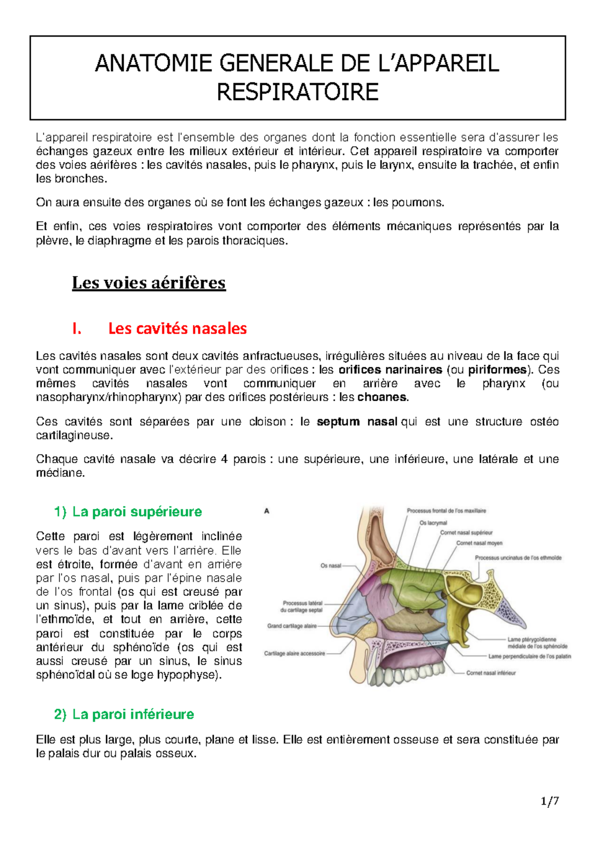 UE5 - Anatomie générale des voies respiratoires et organes associés ...