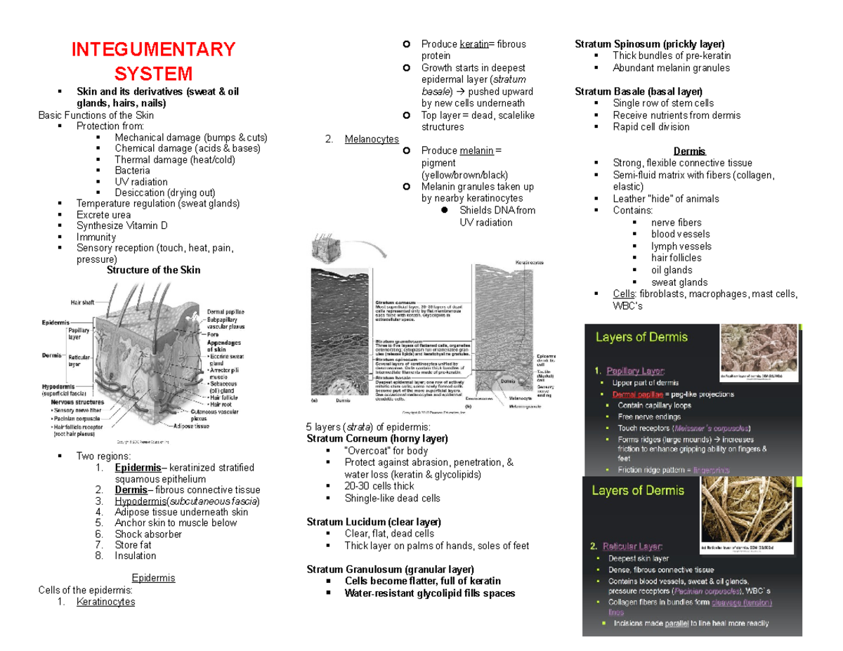 Integumentary System Functions & Structure: Skin Overview (BIO101 ...
