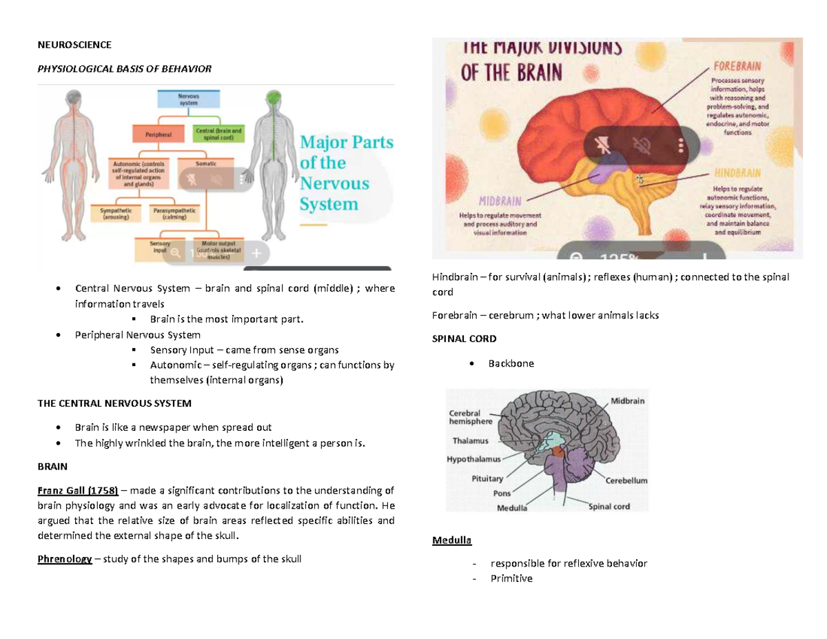 Neuroscience-PSY: Central Nervous System Overview and Functions - Studocu