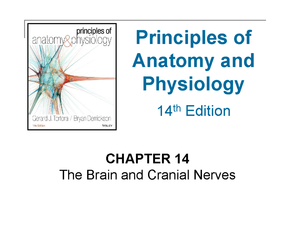Comprehensive Study Guide for BIO101: Anatomy & Physiology Exam - Studocu