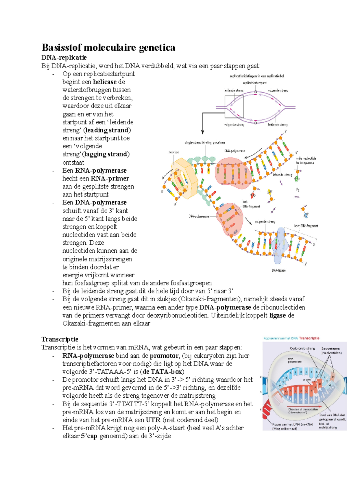 Basisstof Moleculaire Genetica - DNA Replicatie, Transcriptie en ...