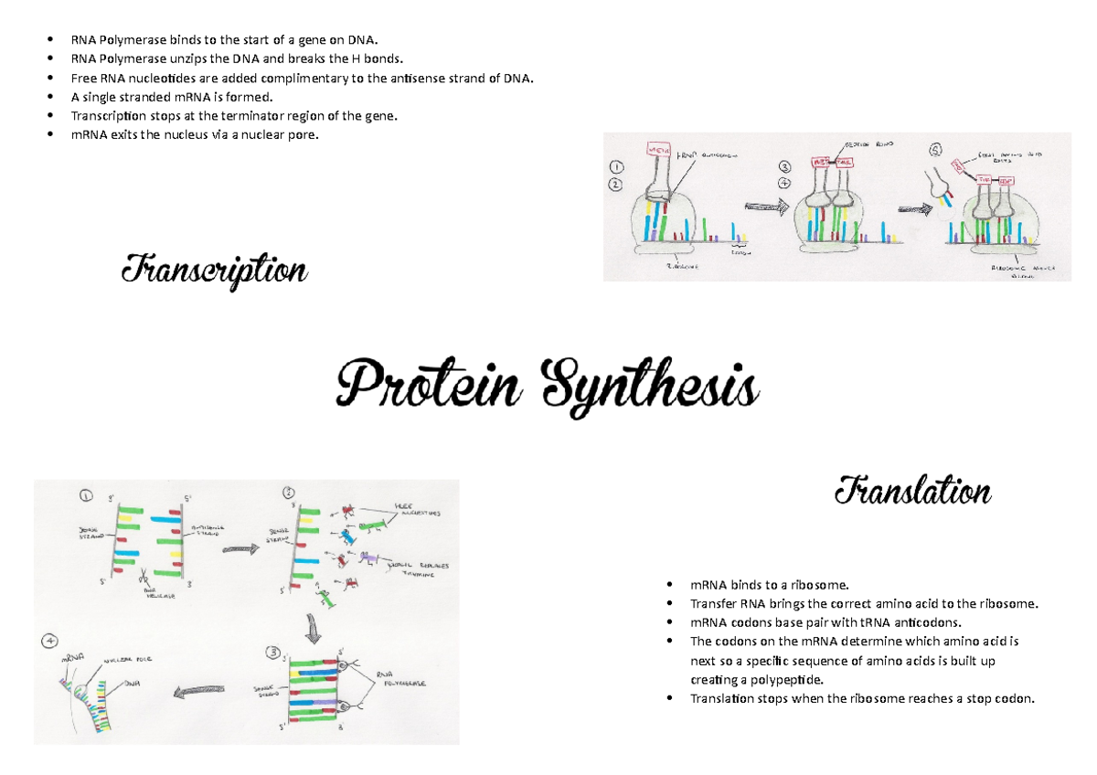 Protein Synthesis Overview: mRNA, tRNA, and Ribosome Functions - Studocu