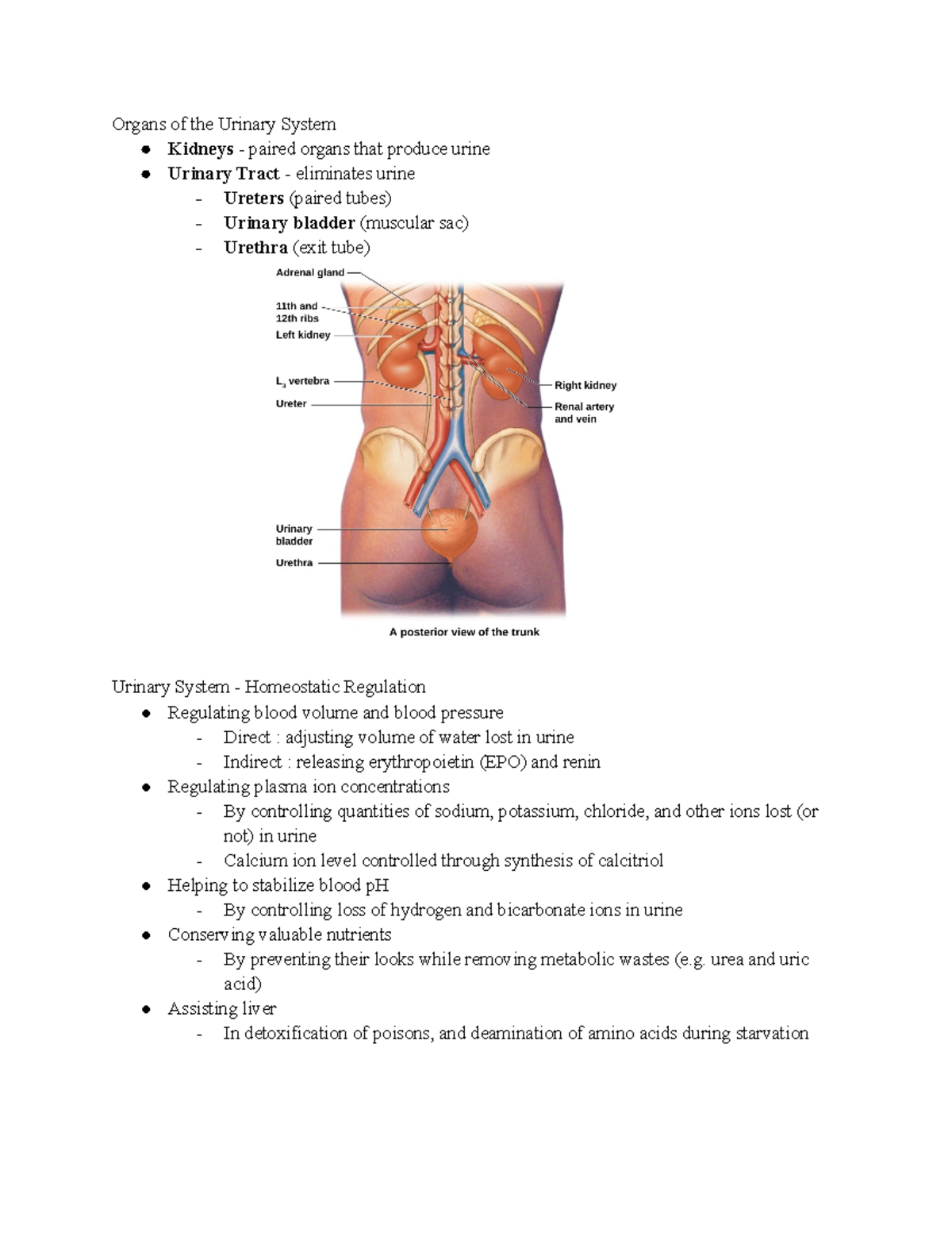 urinary system notes - Organs of the Urinary System Kidneys - paired ...