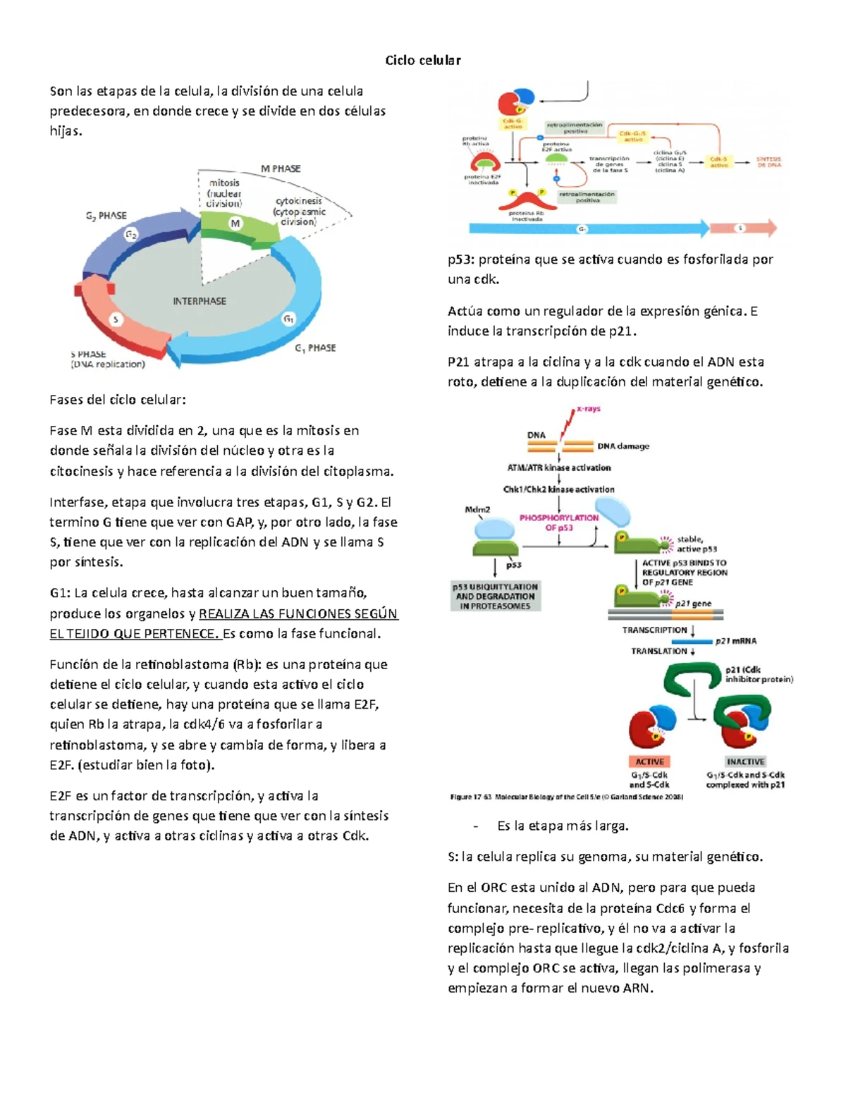 Ciclo celular - Apuntes 1 - Ciclo celular Son las etapas de la celula ...