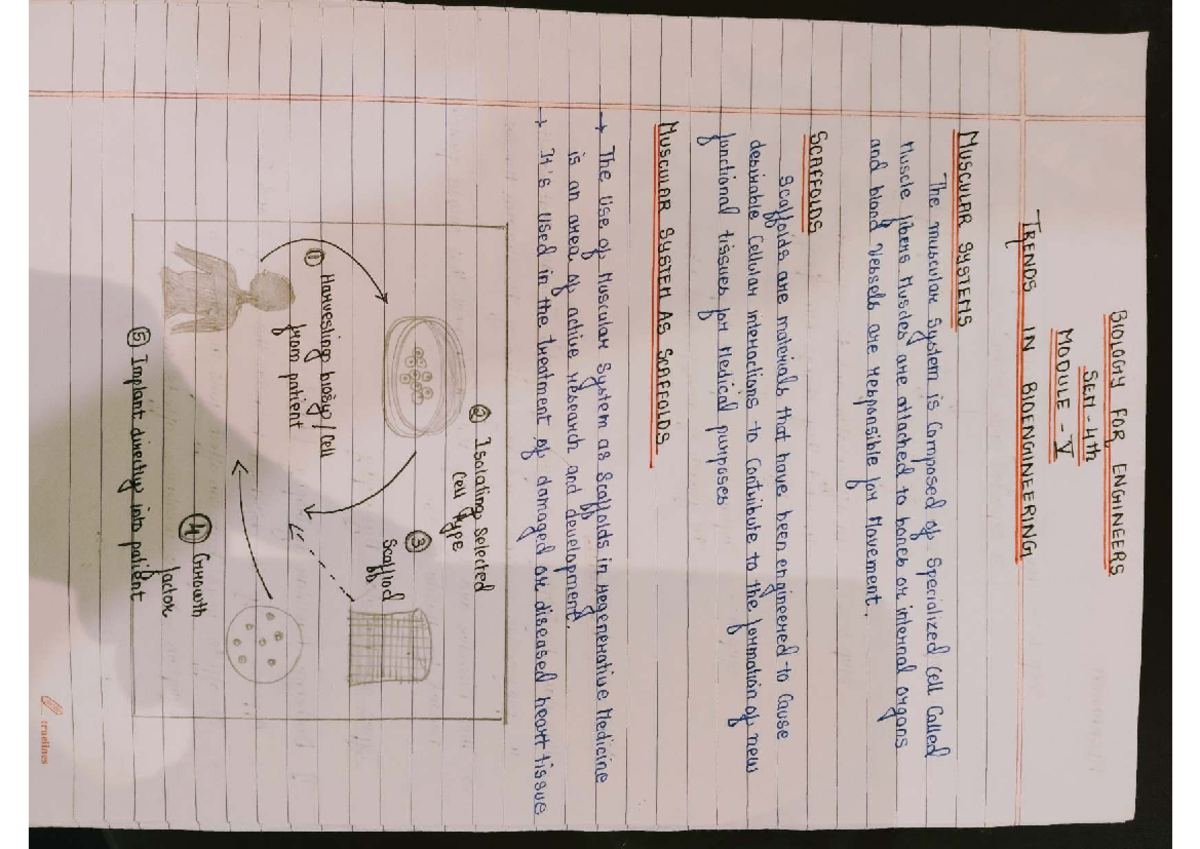 BIOE 101: Module 5 Notes on Trends in Bioengineering & Muscular Systems ...