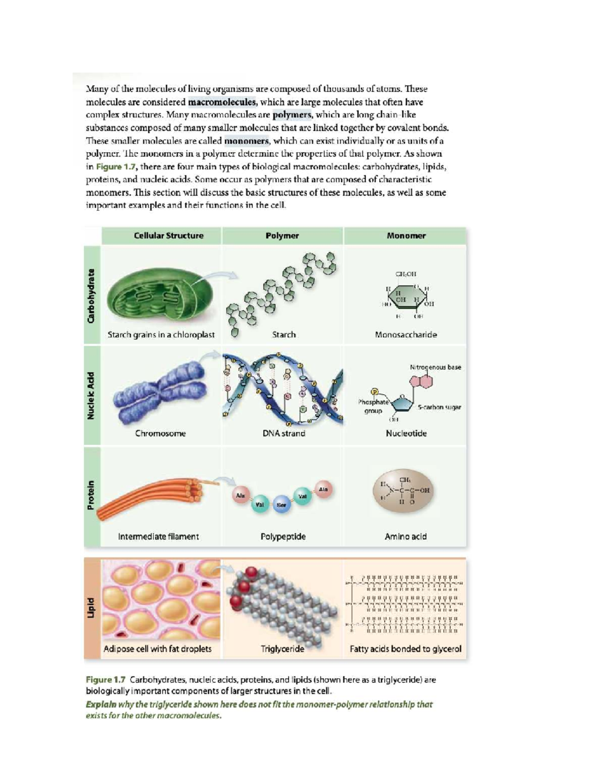 Biology Notes: Understanding Biological Macromolecules and Their ...