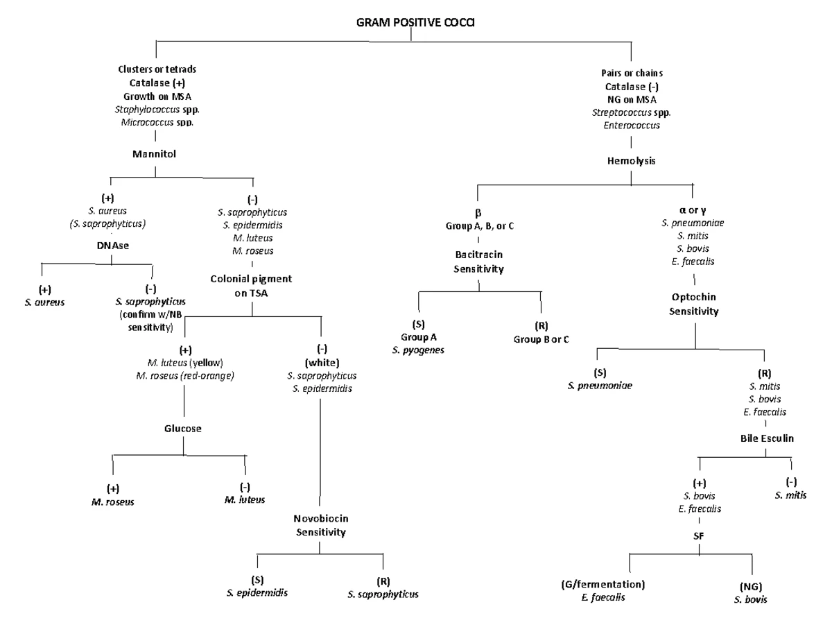 Gram Negative Cocci Flow Chart Flow Chart | Microbiology Lab,