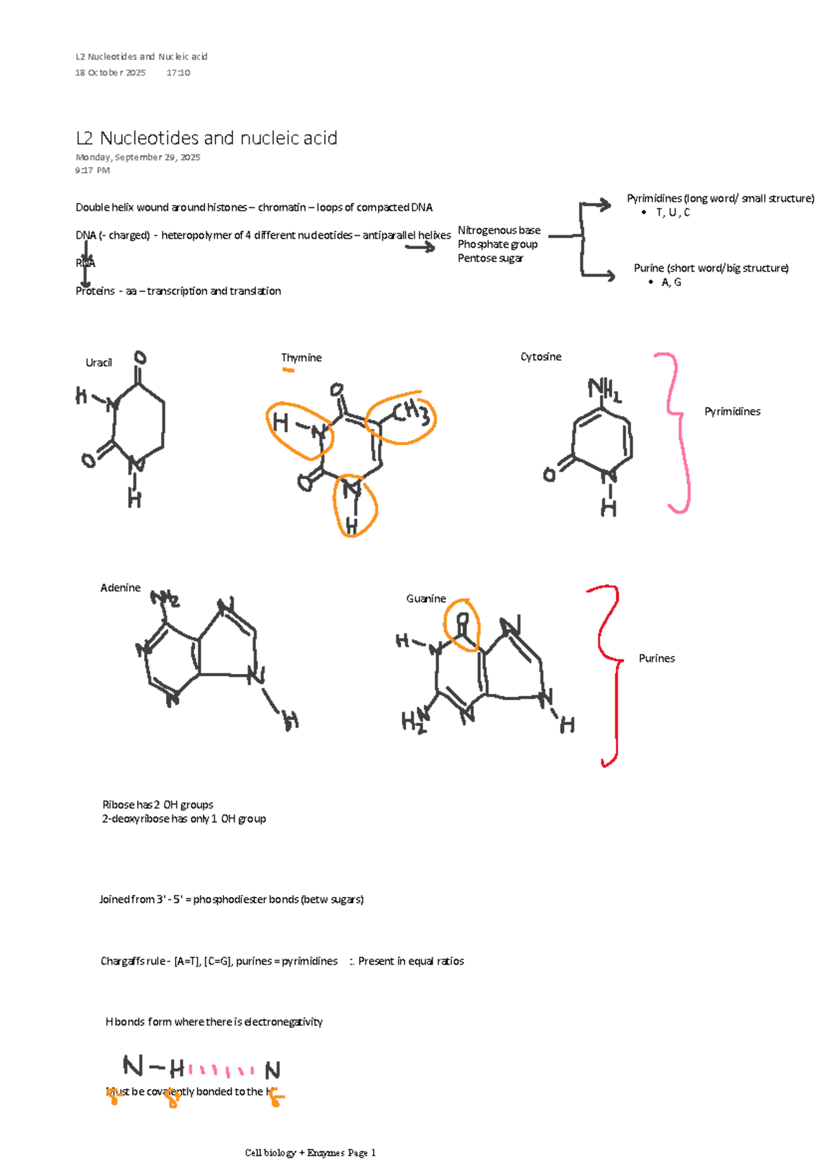 Bioc1 Lecture Notes: Nucleotides and Nucleic Acids Overview - Studocu